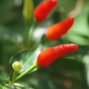 一味唐辛子2本セット【1518256】