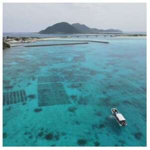 シャキシャキ 太もずく 1.6kg(400g×4パック)塩もずく【配送不可地域:離島】【1544688】