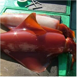 もちっと食感 セーイカ 2kg(4～6柵)【配送不可地域：離島】【1544699】