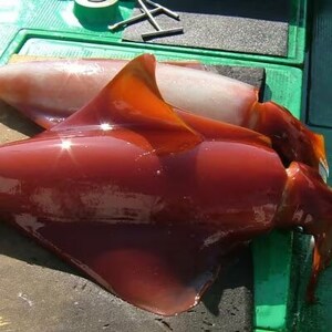 もちっと食感 セーイカ 3kg(6～9柵)【配送不可地域：離島】【1544700】