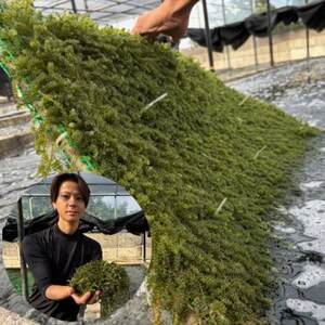 ぷちぷち濃厚 伊平屋の「生」海ぶどう 100g×2パック【1582127】