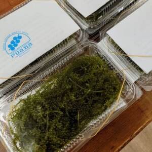 ぷちぷち濃厚 伊平屋の「生」海ぶどう 100g×3パック【1582125】