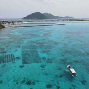 保存に便利 乾燥太もずく 10g×5袋【1608276】
