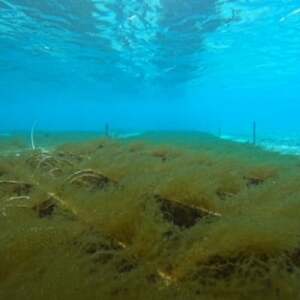 保存に便利 乾燥太もずく 10g×5袋【1608276】