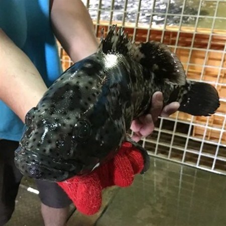 海人珍味 ミーバイ生ハム 50g×3パック【配送不可地域：離島】【1608286】