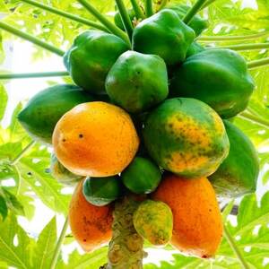 伊平屋産のフルーツパパイヤ 2kg【配送不可地域：離島】【1497086】