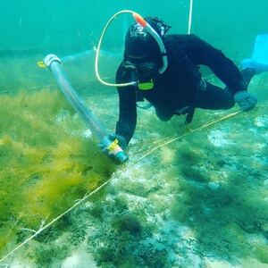 【収穫時期限定!】冷凍 生もずく　1kg(500g × 2パック)【配送不可地域：離島】【1707803】