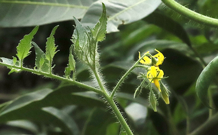 【2025年12月以降順次発送】てぃーだの恵みと田里さんの愛情たっぷり！ミニトマト ミックス2kg ミニトマト トマト 野菜 甘い 濃厚 フルーツ デザート フレッシュ サラダ スープ ピザ パスタ ソース トマト料理 リコピン ビタミンC ビタミンA β－カロテン 抗酸化作用 免疫機能