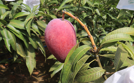 【2026年発送】農家直送!田里さんの久米島産完熟マンゴー A品 約1kg マンゴー フルーツ 果物 デザート 完熟 A品 甘い ジューシー スムージー アイス プリン ヨーグルト ケーキ 贈り物 贈答 ギフト お中元 南国 沖縄 久米島