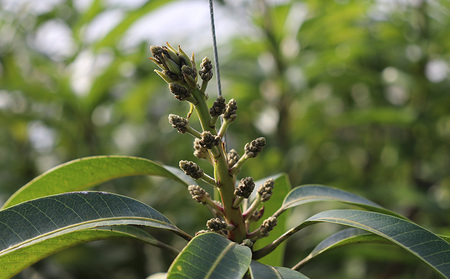 【2026年発送】農家直送!田里さんの久米島産完熟マンゴー A品 約1kg マンゴー フルーツ 果物 デザート 完熟 A品 甘い ジューシー スムージー アイス プリン ヨーグルト ケーキ 贈り物 贈答 ギフト お中元 南国 沖縄 久米島