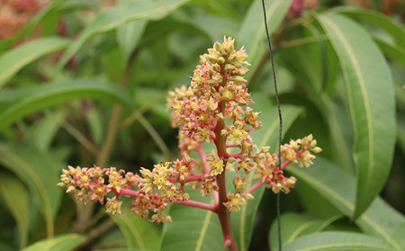 【2026年発送】農家直送!田里さんの久米島産完熟マンゴー A品 約1kg マンゴー フルーツ 果物 デザート 完熟 A品 甘い ジューシー スムージー アイス プリン ヨーグルト ケーキ 贈り物 贈答 ギフト お中元 南国 沖縄 久米島