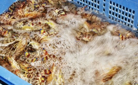 久米総合開発 活き〆急速冷凍車海老 真空500g 沖縄県久米島町 ふるさと納税サイト ふるなび