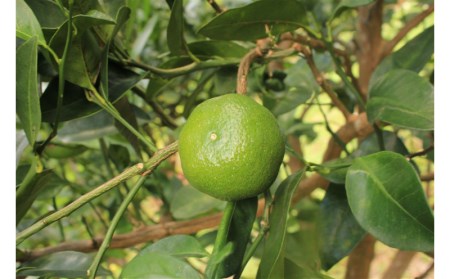 久米島産100%シークヮーサージュース(原液)24本セット