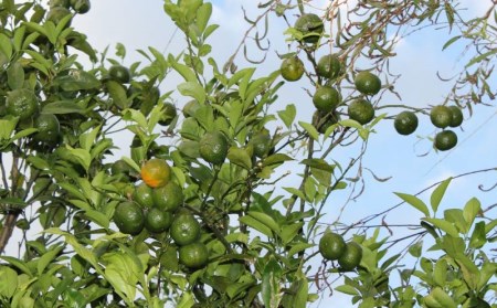 久米島産100%シークヮーサージュース(原液)24本セット