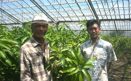 久米島赤鶏牧場 完熟！冷凍ミニマンゴー1kg（9～12玉） アーウィン アップルマンゴー ミニサイズ 小さい 完熟 アイス 濃厚 ねっとり 高糖度 まるごと 甘い 循環型農業 減農薬栽培 芳醇 爽やか 南国フルーツ 南の島 丸かじり スムージー パフェ