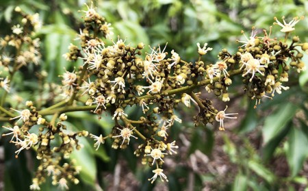 21年発送 神谷フルーツ園 ライチ1kg 沖縄県久米島町 ふるさと納税サイト ふるなび