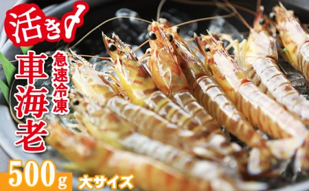 久米総合開発 活き〆急速冷凍車海老 大500g 売り切り御免
