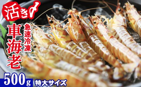全商品オープニング価格特別価格 久米総合開発 活き〆急速冷凍車海老 特大500g