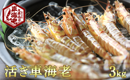 【久米総合開発】沖縄久米島ブランド「活き車海老」 3kg