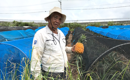 【2024年発送】久米島印商店「ゴールドバレル」黄金パイナップル2個