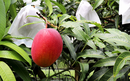 【2024年発送】久米島熱帯果樹園 極上完熟マンゴー1kg（2～3玉）