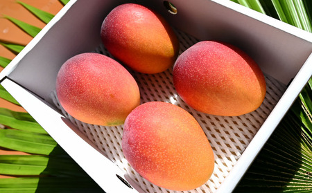 【2024年発送】久米島熱帯果樹園 極上完熟マンゴー2kg（3～5玉）