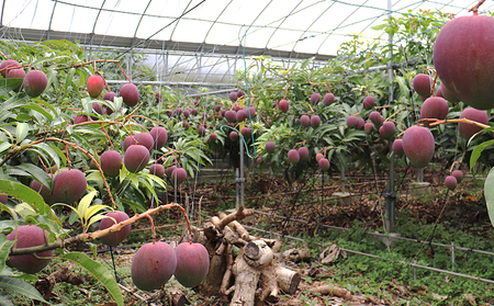 【2024年発送】久米島熱帯果樹園 極上完熟マンゴー2kg（3～5玉）