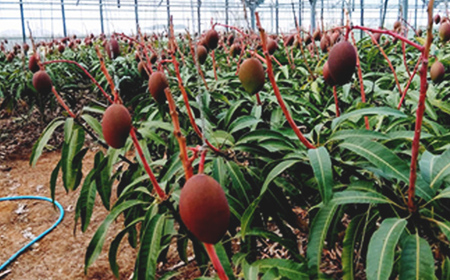 【先行受付】【2026年発送】恵農園のアップルマンゴー『秀』約1kg(2~3玉)- 先行予約 沖縄県産 産地直送 南国フルーツ 旬の味覚 季節の果物 贈り物 ギフト 沖縄県 八重瀬町