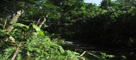 〈旅行のすき間時間にオススメ〉ホロホロー森ガイドツアー(ペアチケット)