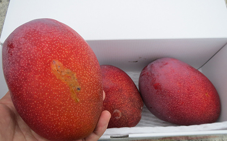 【先行受付】【2026年発送】伊集農園 沖縄県産マンゴー ご家庭用 約2kg - 先行予約 沖縄 産地直送 南国フルーツ 旬の味覚 家庭用 2キロ オススメ 沖縄県 八重瀬町