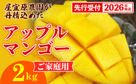 【先行受付】【2026年発送】屋宜原農園が丹精込めた「アップルマンゴー」ご家庭用・白箱 約2kg - 先行予約 沖縄県産 産地直送 南国フルーツ 旬の味覚 季節の果物 ご自宅用 沖縄マンゴー 沖縄県 八重瀬町