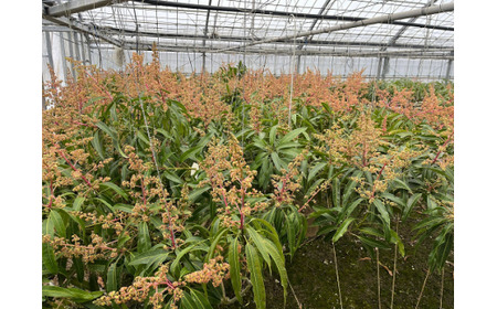 【先行受付】【2026年発送】屋宜原農園が丹精込めた「アップルマンゴー」ご家庭用・白箱 約2kg - 先行予約 沖縄県産 産地直送 南国フルーツ 旬の味覚 季節の果物 ご自宅用 沖縄マンゴー 沖縄県 八重瀬町