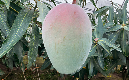 【先行受付】【2026年発送】ママチチマンゴーファームのキーツマンゴー約1.5kg - 先行予約 沖縄 産地直送 南国フルーツ 旬の味覚 沖縄県産 国産マンゴー 希少種 季節の果物 沖縄県 八重瀬町