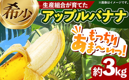 熱帯果樹生産組合のアップルバナナ 約3kg - バナナ ばなな 小ぶり 沖縄県 産地直送 果物 フルーツ 南国 朝食 おすすめ 沖縄県 八重瀬町
