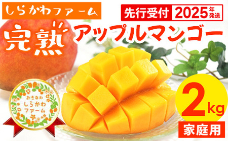 【2022年発送】しらかわファームの家庭用アップルマンゴー約2kg