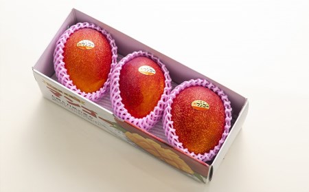 【化粧箱入】【先行受付・2026年発送】渡口ファームのこだわりマンゴー約1kg - 先行予約 沖縄県産 産地直送 南国フルーツ 旬の味覚 季節の果物 贈り物 ギフト 沖縄県 八重瀬町