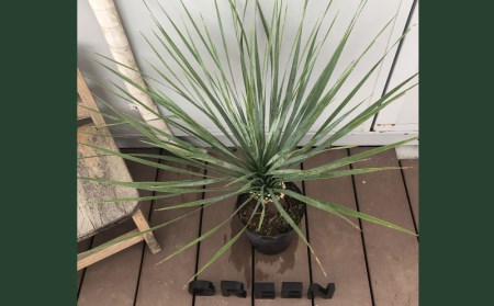 沖縄育ち 人気のユッカ ロストラータ６寸鉢 沖縄県八重瀬町 ふるさと納税サイト ふるなび