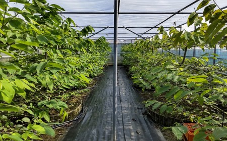 【先行受付】森のアイスクリーム アテモヤ 1kg (沖縄県八重瀬町産) - 産地直送 南国フルーツ 旬の味覚