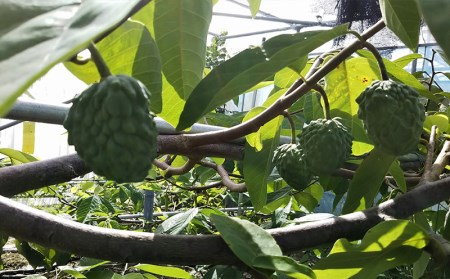 【先行受付】森のアイスクリーム アテモヤ 1kg (沖縄県八重瀬町産) - 産地直送 南国フルーツ 旬の味覚