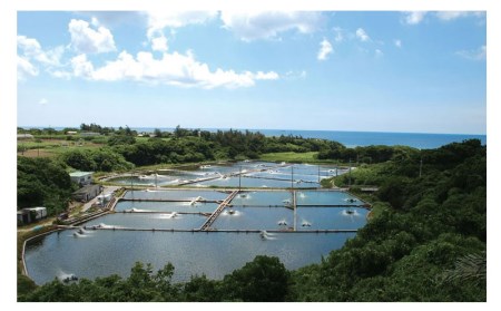 【訳アリ】活き〆急速冷凍車エビ（生食可・約800g）- 海老 車えび 車海老 冷凍 生エビ 国産 養殖 えび天 エビフライ 塩焼き 人気 沖縄県 八重瀬町