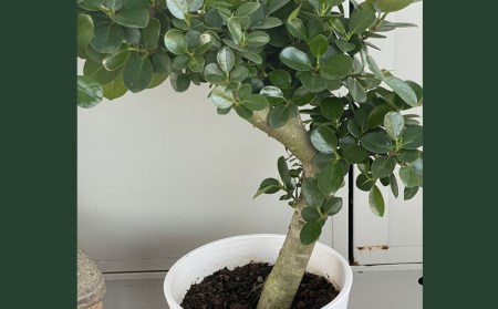 沖縄育ち パンダ ガジュマル8寸鉢 沖縄県八重瀬町 ふるさと納税サイト ふるなび