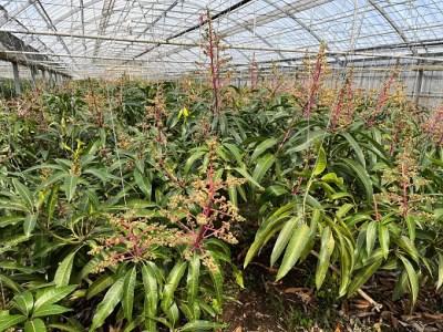 【先行受付】【2026年発送】生産組合が育てる厳選・完熟マンゴー約2kg - 先行予約 沖縄県産 産地直送 南国フルーツ アップルマンゴー 旬の味覚 季節の果物 贈り物 沖縄県 八重瀬町