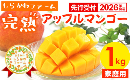 【先行受付】【2026年発送】しらかわファームの家庭用アップルマンゴー約1kg - 先行予約 沖縄県産 産地直送 南国フルーツ 旬の味覚 季節の果物 ご自宅用 家庭用 沖縄県 八重瀬町