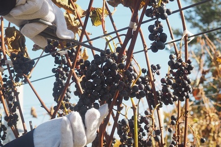 鶴居村産 Happy Wine　750ml（ワイン　地元ワイン　山ぶどう　スパイシー　）