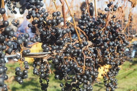 鶴居村産 Happy Wine　750ml（ワイン　地元ワイン　山ぶどう　スパイシー　）