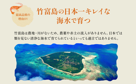 2024年 先行予約 車えび 3kg 竹富島産 冷凍 エビ | 沖縄県竹富町