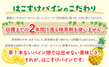 濃香ピーチパイン 約3kg 【E】★絶品★　2026年 先行予約 栽培期間中 農薬不使用 西表島 濃香 初エコファーマー認定【036-a002_2026】