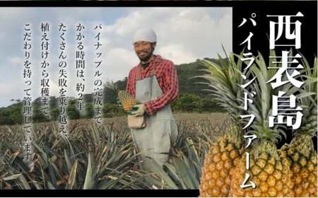 GOKUJUKU -極熟- プレミアム スナックパイン 1.4kg以上 1玉　