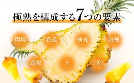 GOKUJUKU -極熟- プレミアム スナックパイン 1.4kg以上 1玉　