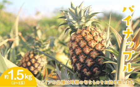 セット パイン 約1.5kg マンゴー 約1kg 